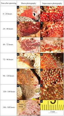 Egg development and hatching in two Red Sea damselfishes